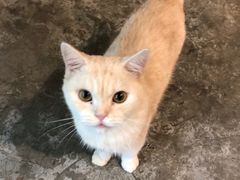 -more than meow吴止猫主题餐厅(承德 中船汇店)