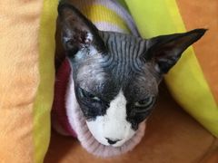 -猫和宫(六道口店)