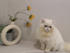 -More Fun猫咖 二十只万元加菲主题