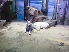 -芜湖新华联大白鲸海洋公园