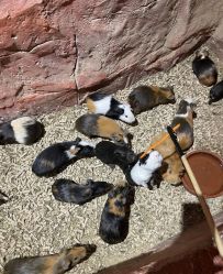 点击看大图 -Zoolung Zoolung动物主题公园(海信广场店)