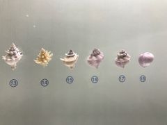 -青岛贝壳博物馆