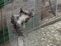 -西霞口神雕山野生动物世界