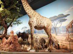 -陕西自然博物馆