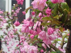 -莫愁湖公园