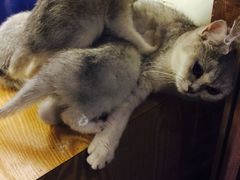 -吉丁鸟咖·异宠·寄养