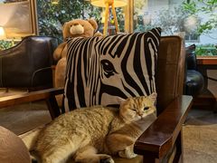 -咖法森林·咖啡  酒吧(天河店)