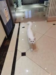 -梵创造型