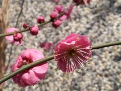 -思南公馆
