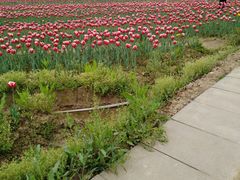 -枫林花海
