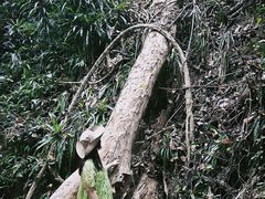 -西双版纳原始森林公园