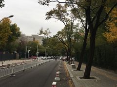 -三里屯东五街银杏大道