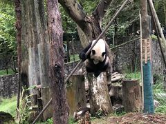 -都江堰中华大熊猫苑