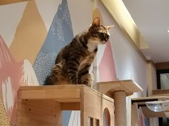 -滚猫咖啡·猫咖·猫友好撸猫(未来城店)