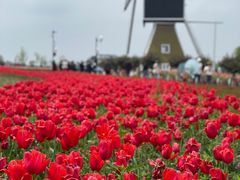 -荷兰花海