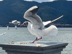 -海埂大坝