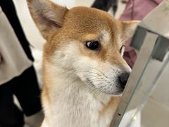 -共舞时光猫咖·狗咖(新街口店)