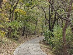 -金龙寺国家森林公园