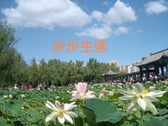 -莲花池公园