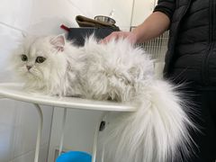 -中农国际动物医院24小时·猫科·骨科·急重症中心