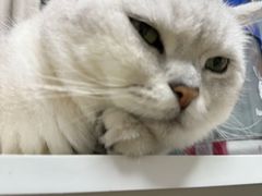 -pd派德宠物中心医院24H急重症·眼科中心·血液透析中心(嵩山北路店)