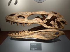 -自贡恐龙博物馆