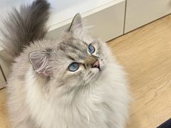 -有喵·猫咖·狗咖·40+猫狗有小奶狗(岗厦店)