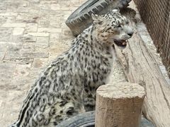 -青藏高原野生动物园