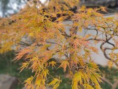 -秋霞圃