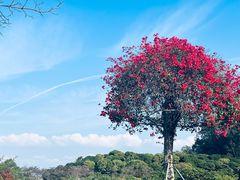 -东莞植物园