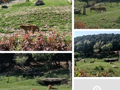 -沈阳森林动物园