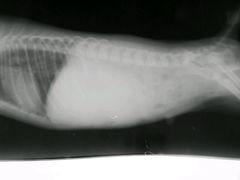 -瑞派·关忠动物医院·猫专科·犬专科(三环新城店)