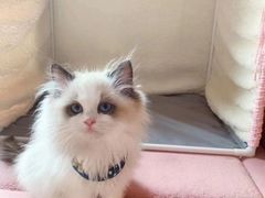 -Bastet sally猫舍购宠(静安店)