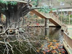 -南宫五洲植物乐园