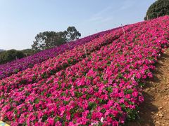 -松山湖梦幻百花洲