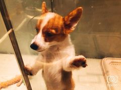-momokira米努特·德文卷毛猫·棉花面纱犬