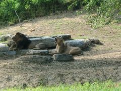 -北京野生动物园
