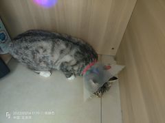 -宠福鑫康馨动物医院·骨科·眼科