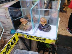 -桂林市花鸟市场