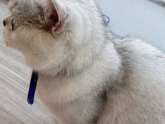 -藏猫猫咖啡主题馆(中央大道店)