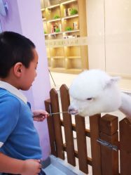 -Moni星球萌宠·小马宝莉·灵蛇·高端高阶全萌宠互动体验俱乐部(红豆国际广场店)