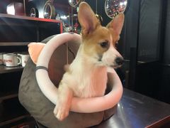 -袖虎宠物·金渐层缅因猫舍(灵芝店)