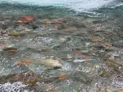 -西岭雪山大飞水景区