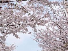 -高东镇樱花园