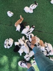 -萌宠亲子动物乐园(槐房万达店)