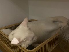 -正南齐北·老街糯米团(洪崖洞店)