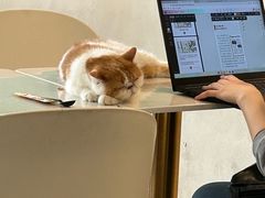 -飞行喵MR PILOT|猫舍·猫咖(静安大融城店)