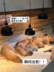-Zoolung Zoolung动物主题公园(海信广场店)