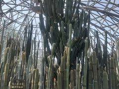 -深圳仙湖植物园
