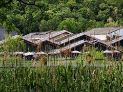 -西湖风景区-江洋畈生态公园